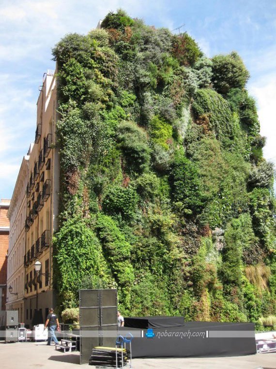 تزیین دیوار خارجی ساختمان با گیاهان پر پشت چسبان