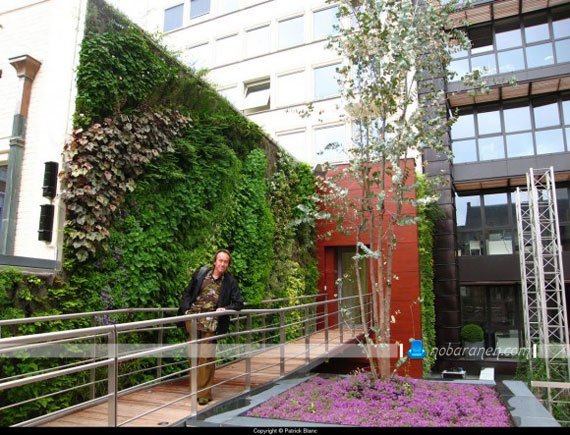 تزیین دیوار حیاط ساختمان و منزل با گیاهان طبیعی