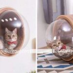 طراحی جدید و مدرن برای خانه و لانه گربه های خانگی